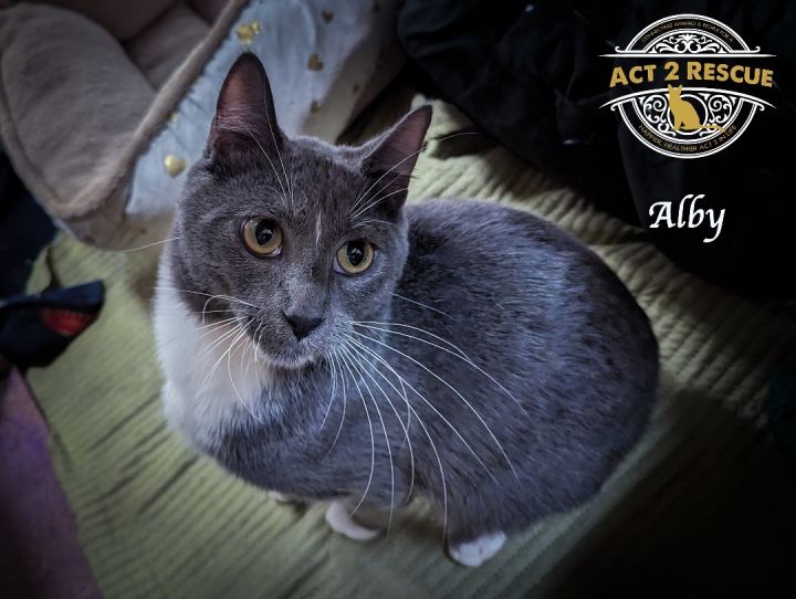 Alby, an adoptable Domestic Short Hair Mix in Riverside, CA_image-1