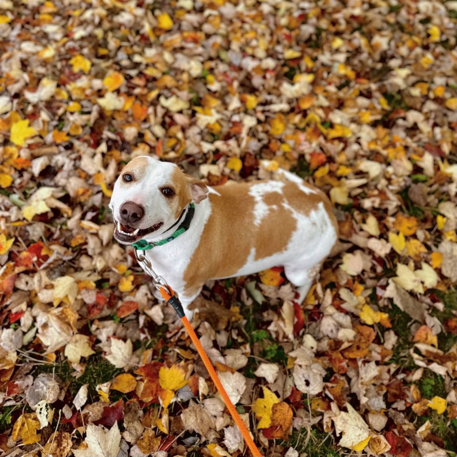 Buddy, an adoptable Basset Hound in Arlington, VT, 05250 | Photo Image 1