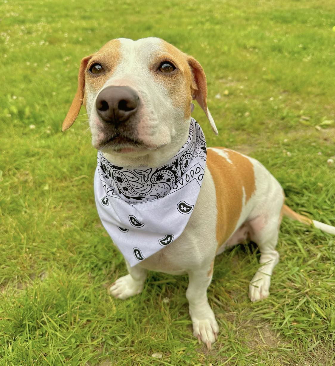 Buddy, an adoptable Basset Hound in Arlington, VT, 05250 | Photo Image 2