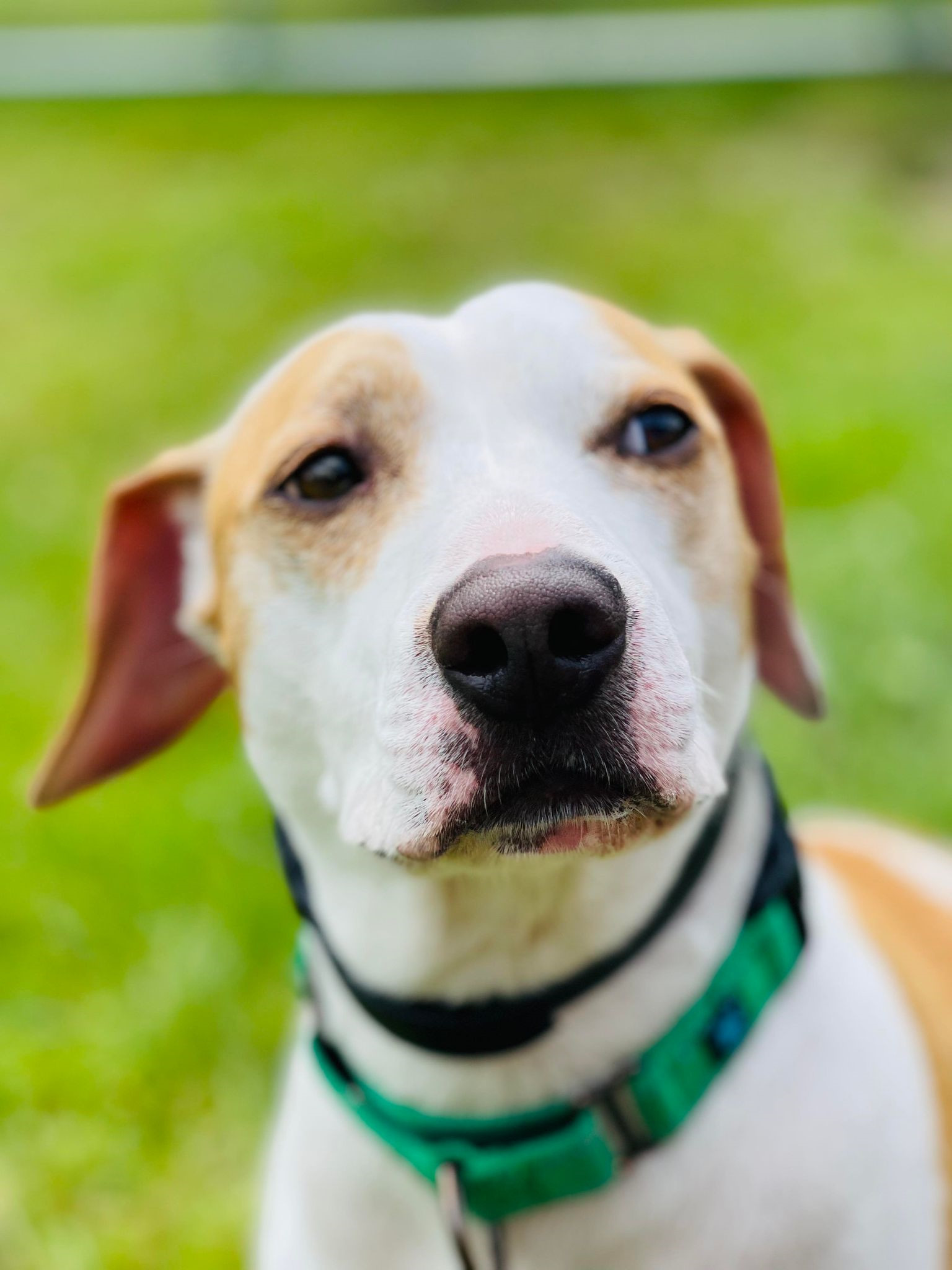 Buddy, an adoptable Basset Hound in Arlington, VT, 05250 | Photo Image 3