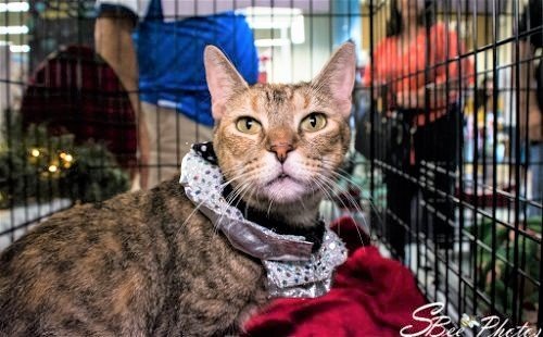 Orla, an adoptable Domestic Short Hair Mix in St. Cloud, FL_image-2