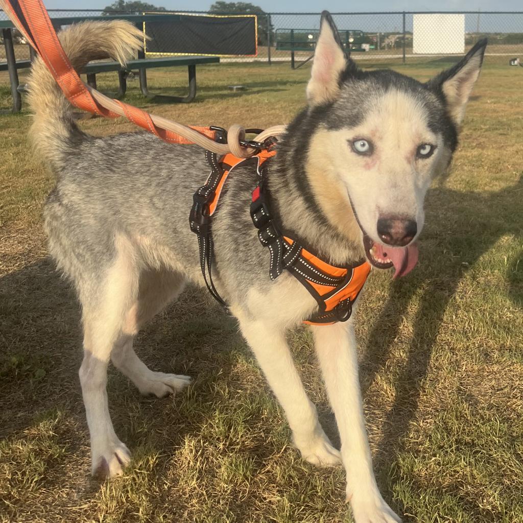 Dakota, an adoptable Husky in Eufaula, OK, 74432 | Photo Image 1