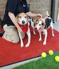 Demi, an adoptable Beagle in Fairfax, VA_image-2