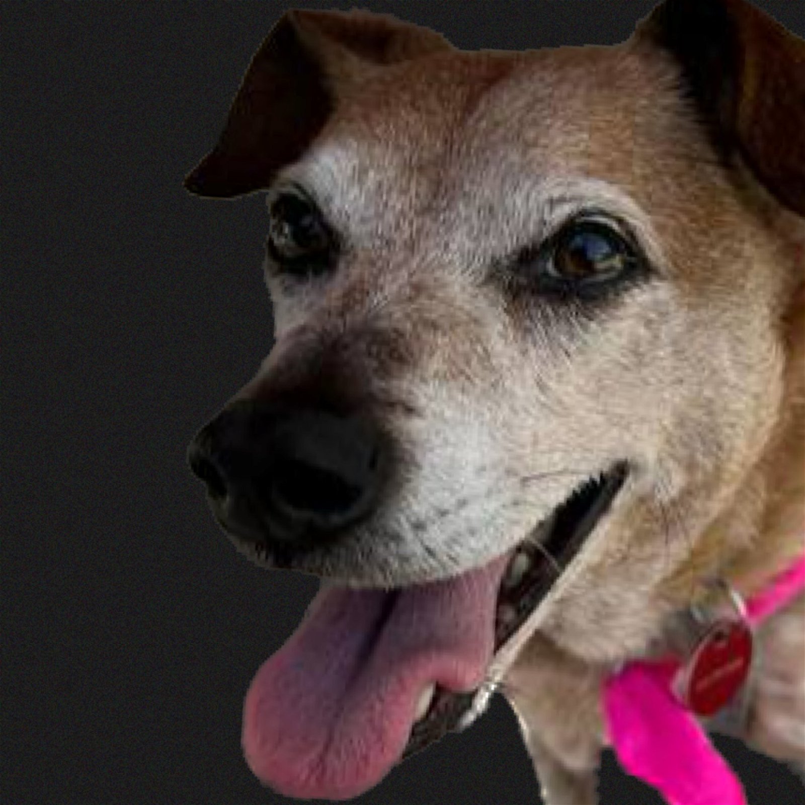 TC, an adoptable Beagle, Feist in Nashville, TN, 37221 | Photo Image 1