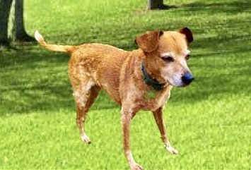 TC, an adoptable Beagle, Feist in Nashville, TN, 37221 | Photo Image 2