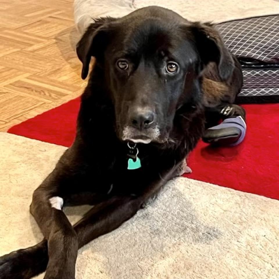 Lucy, an adoptable Black Labrador Retriever in Pacific, MO, 63069 | Photo Image 1