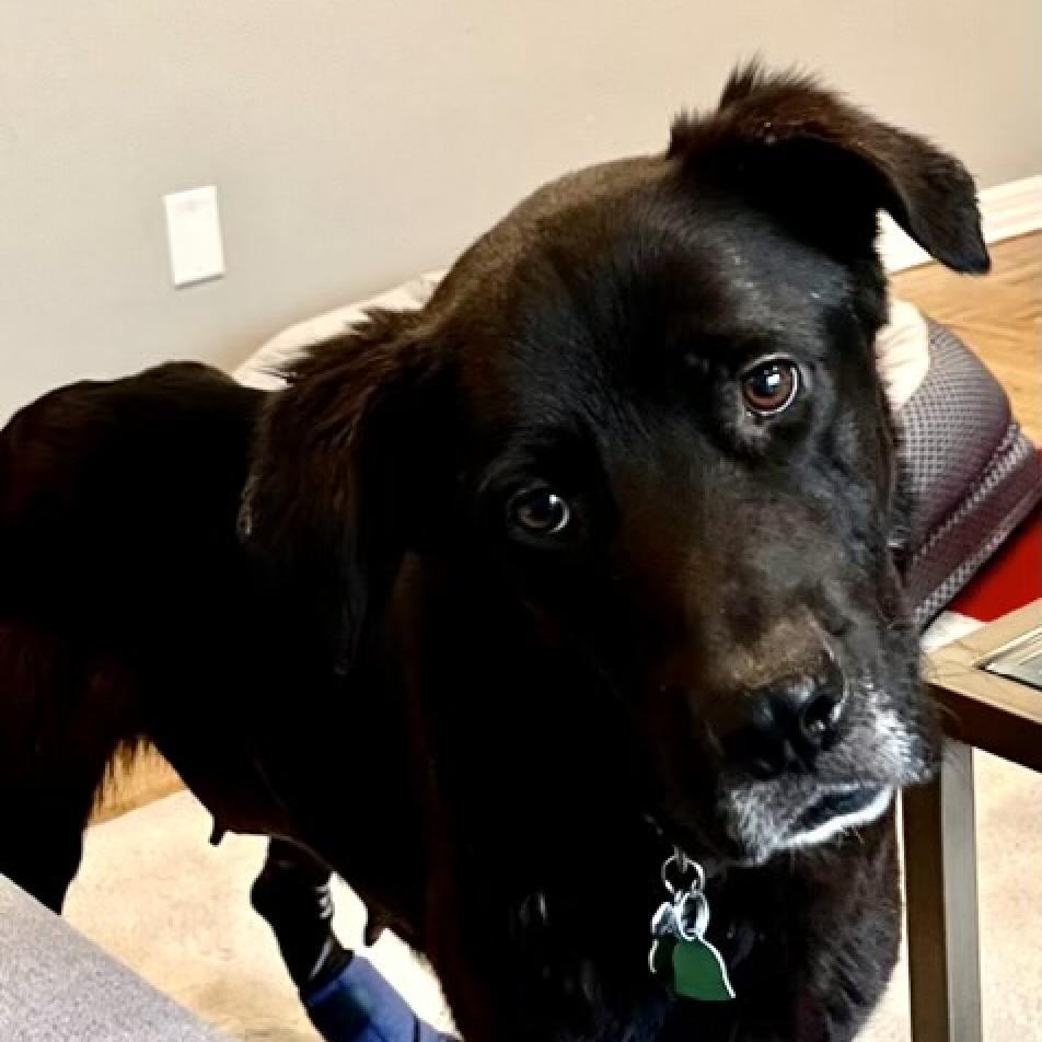 Lucy, an adoptable Black Labrador Retriever in Pacific, MO, 63069 | Photo Image 2