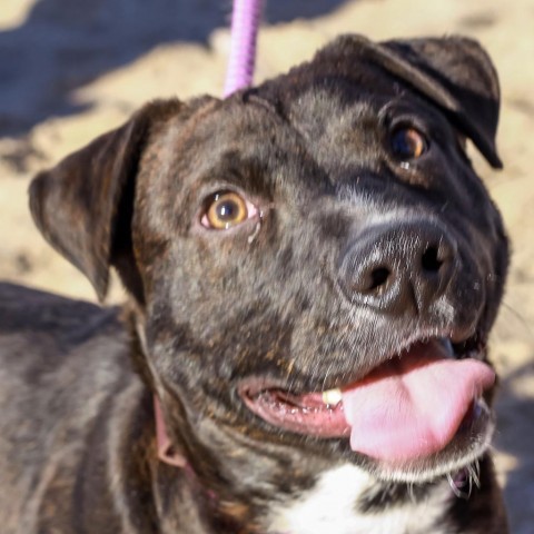 AJ - PAWS, an adoptable Mixed Breed in Las Cruces, NM, 88001 | Photo Image 4