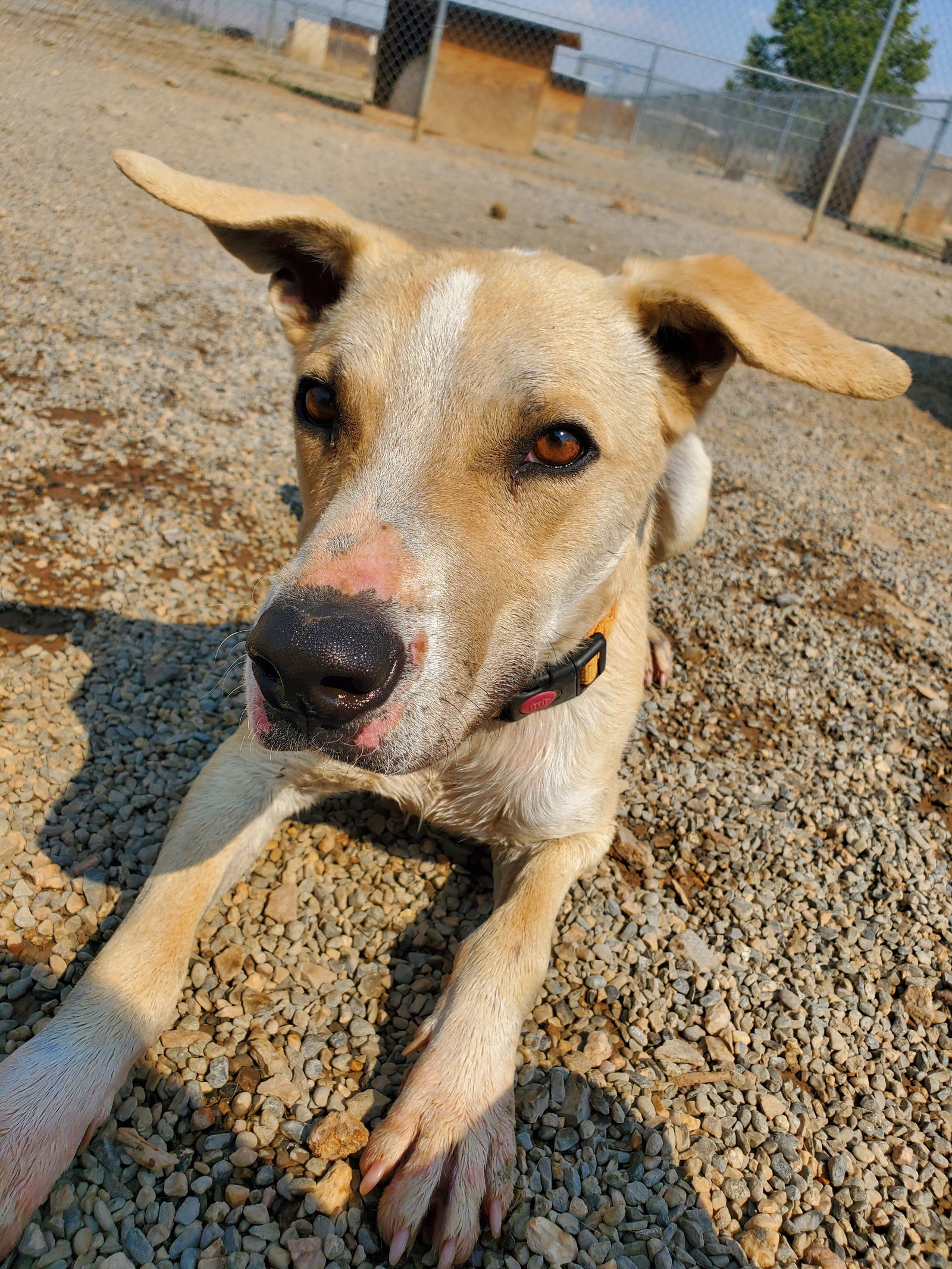 Sheriff, an adoptable Labrador Retriever in Yreka, CA, 96097 | Photo Image 1