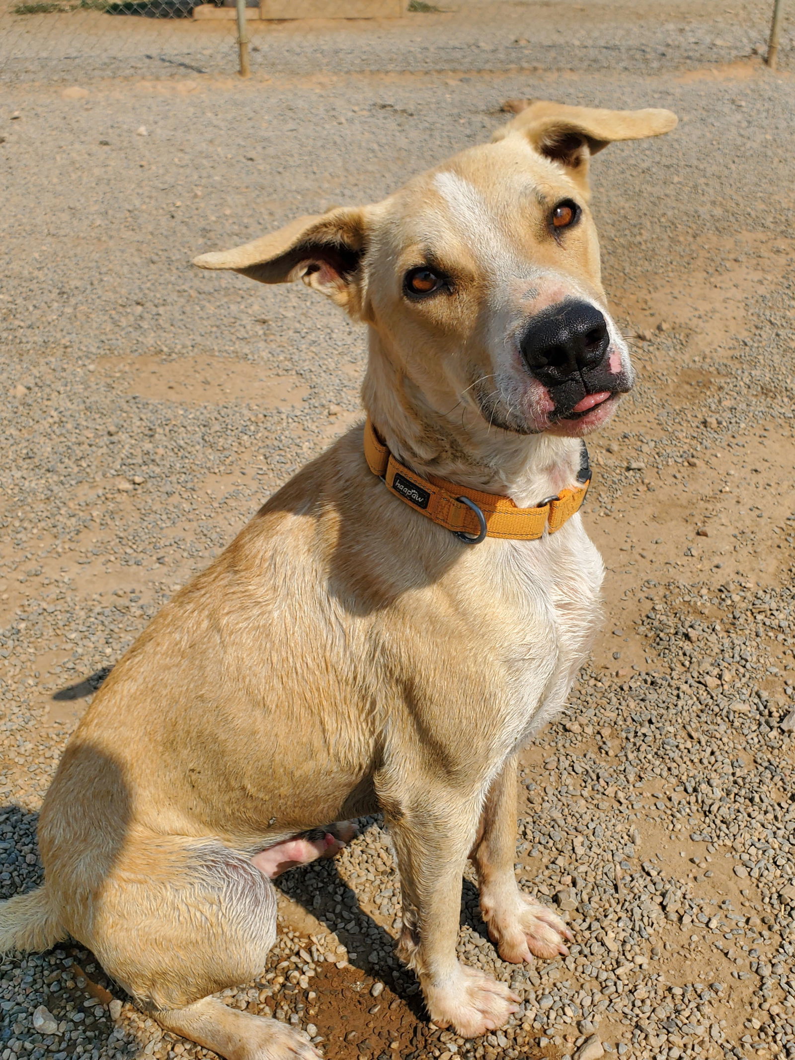 Sheriff, an adoptable Labrador Retriever, Cattle Dog in Yreka, CA, 96097 | Photo Image 2