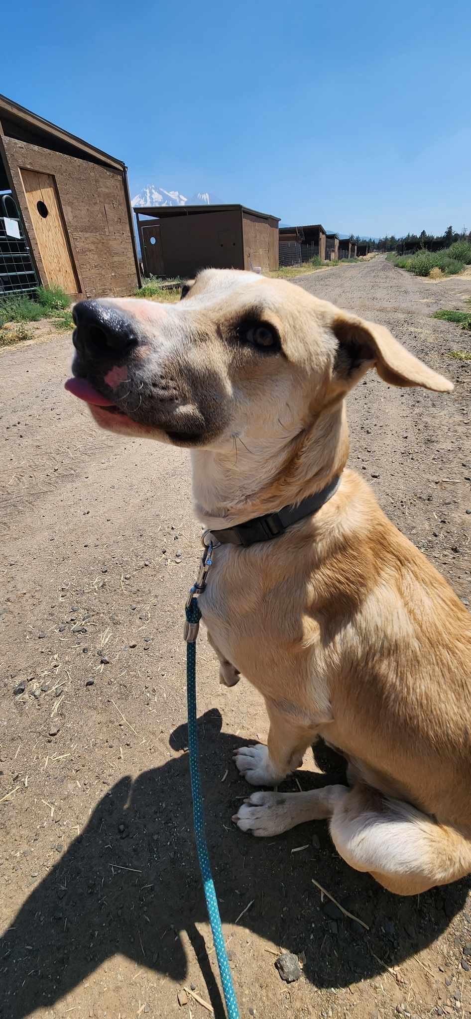 Sheriff, an adoptable Labrador Retriever in Yreka, CA, 96097 | Photo Image 3