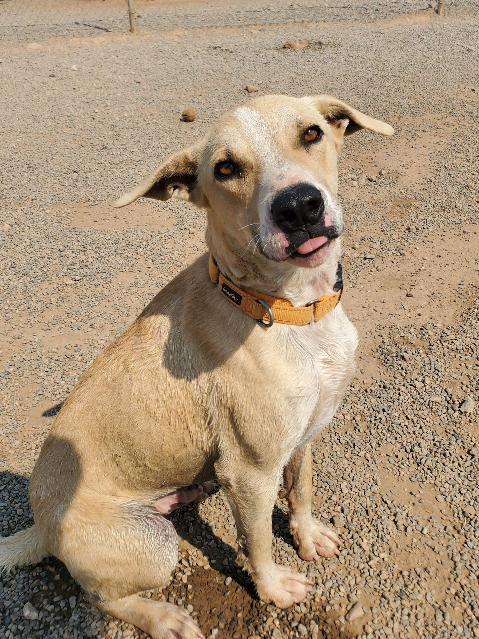 Sheriff, an adoptable Labrador Retriever in Yreka, CA, 96097 | Photo Image 3