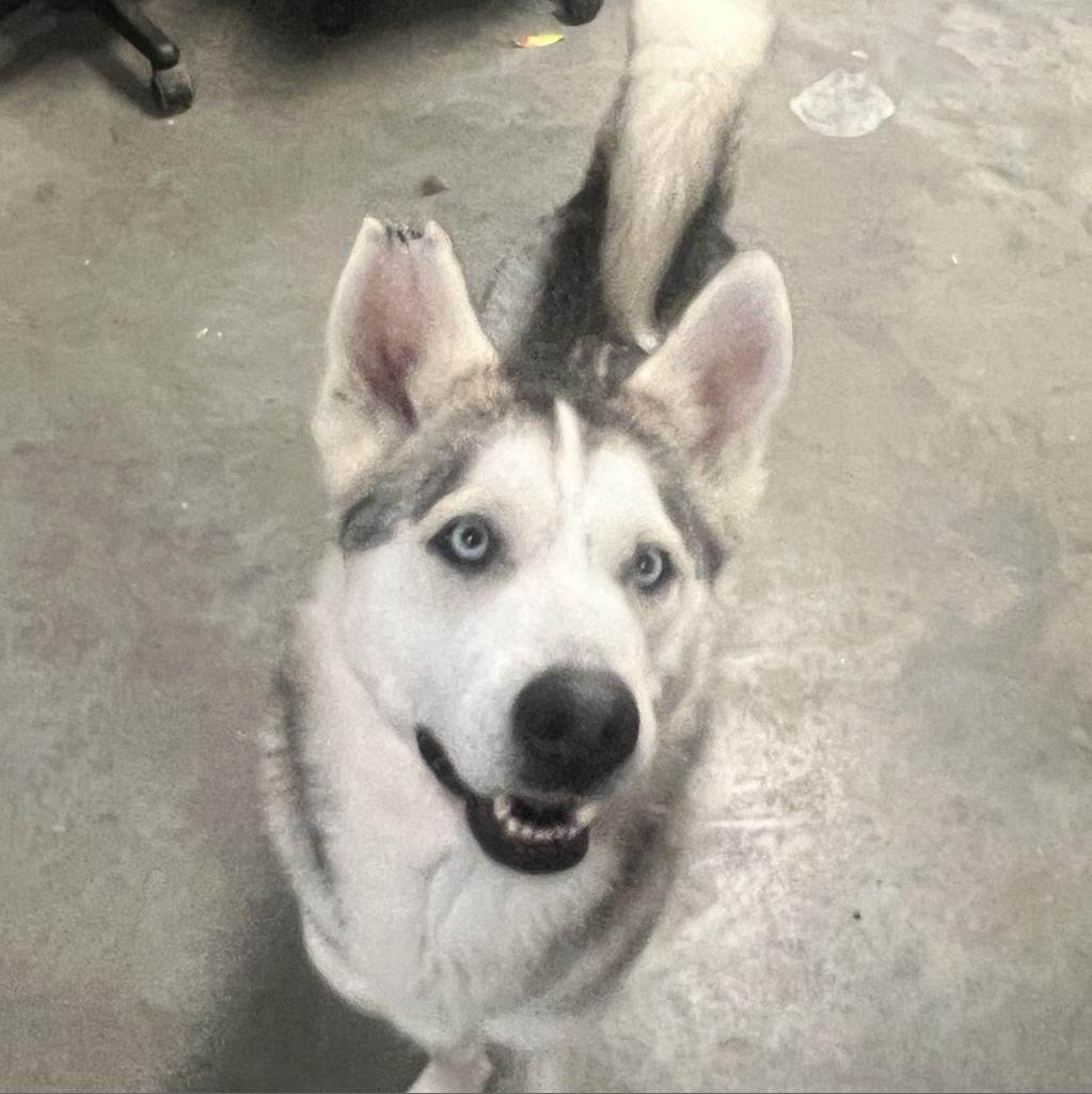 Max, an adoptable Husky in Eufaula, OK, 74432 | Photo Image 1