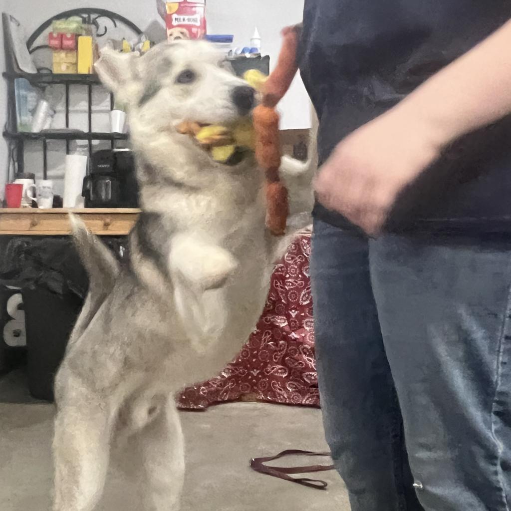 Max, an adoptable Husky in Eufaula, OK, 74432 | Photo Image 2