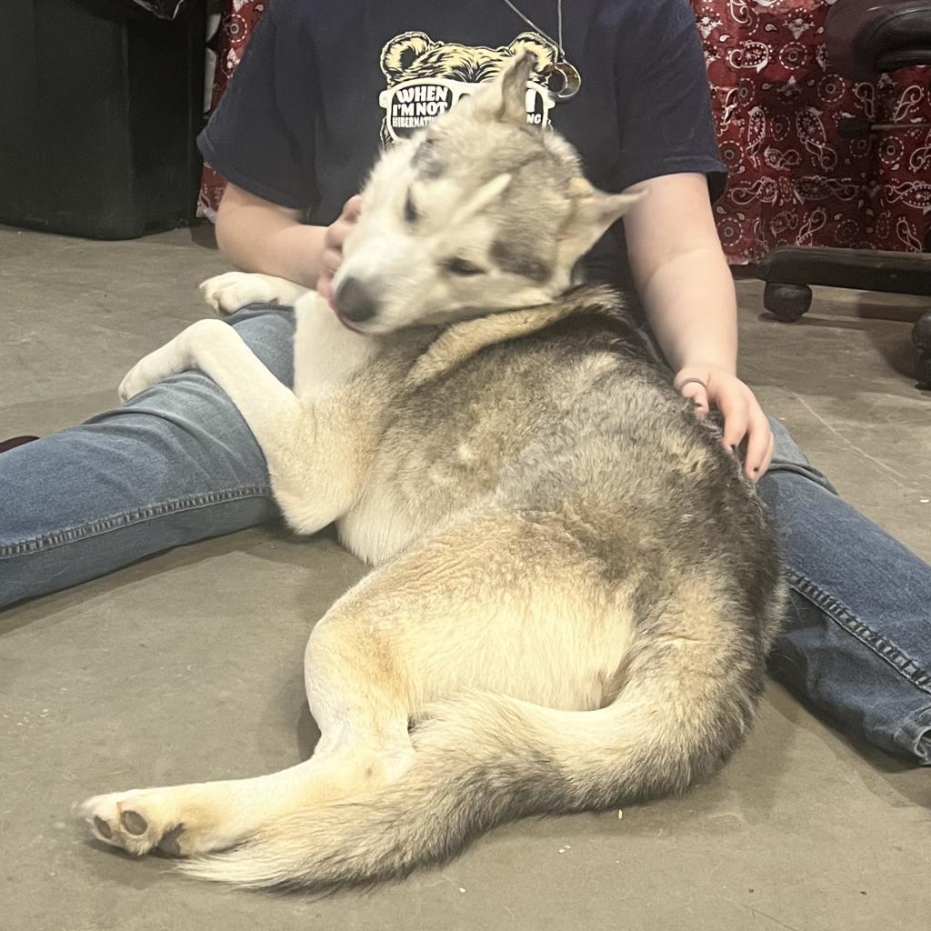 Max, an adoptable Husky in Eufaula, OK, 74432 | Photo Image 3