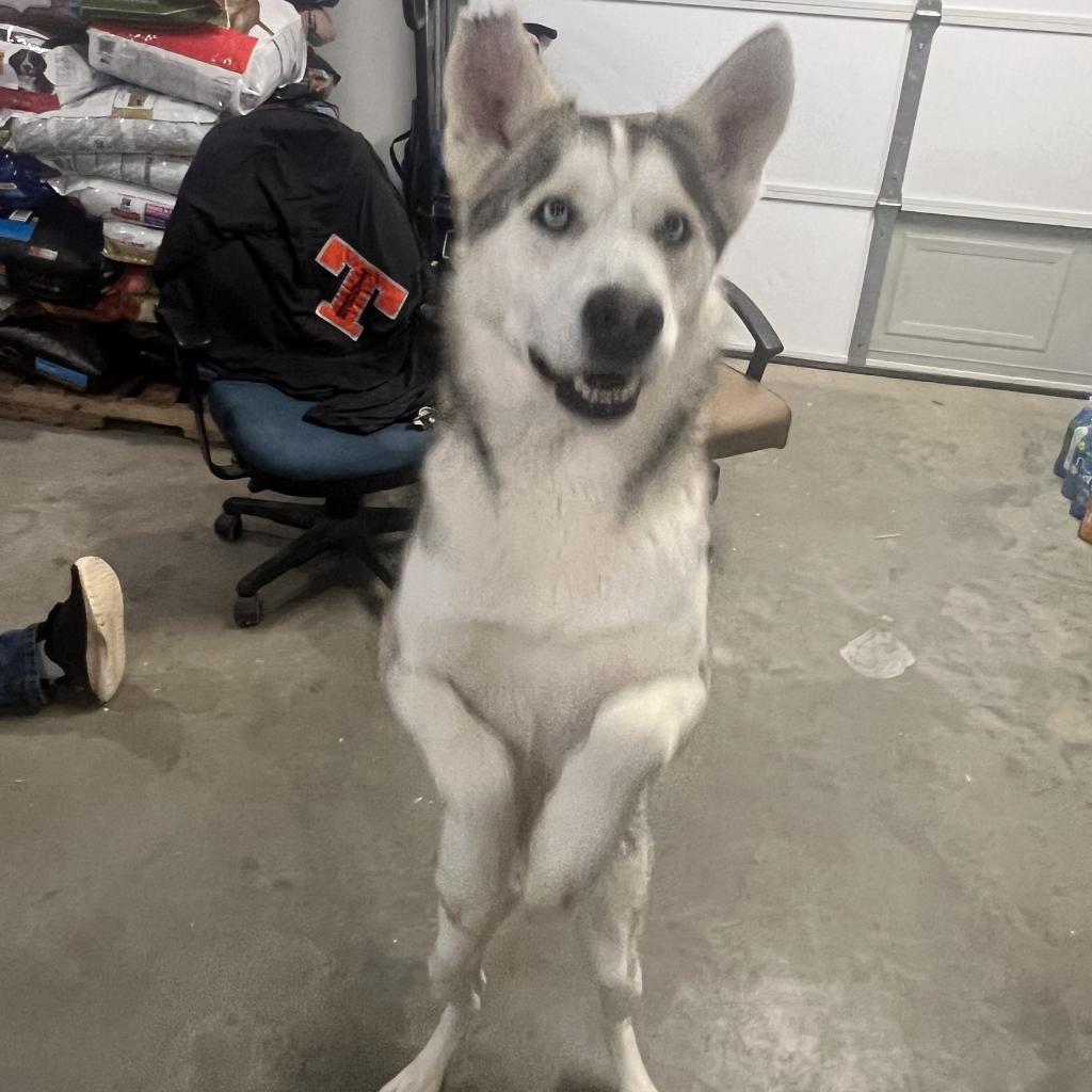 Max, an adoptable Husky in Eufaula, OK, 74432 | Photo Image 4