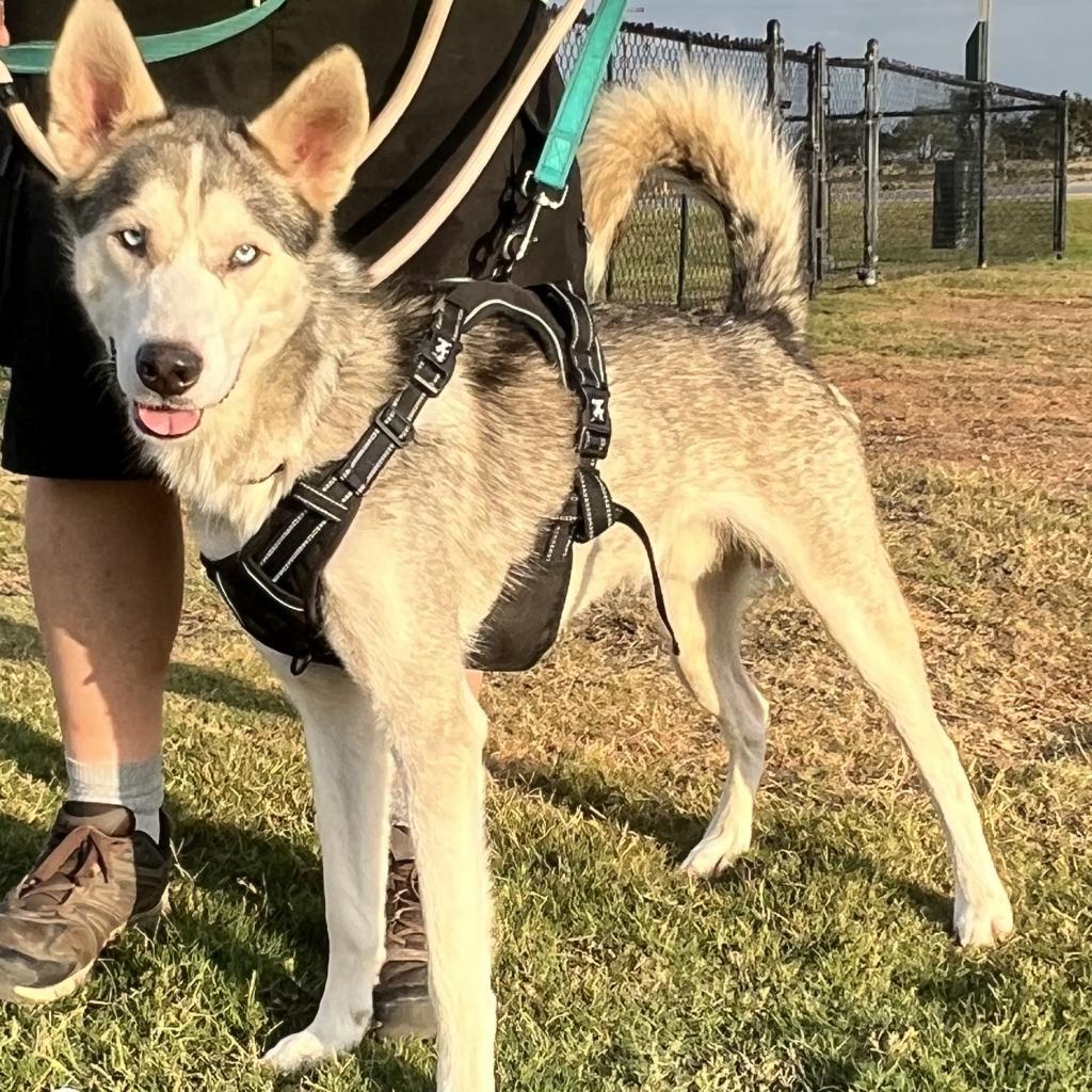 Max, an adoptable Husky in Eufaula, OK, 74432 | Photo Image 5