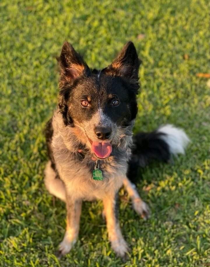 Petfinder 2024 cattle dog