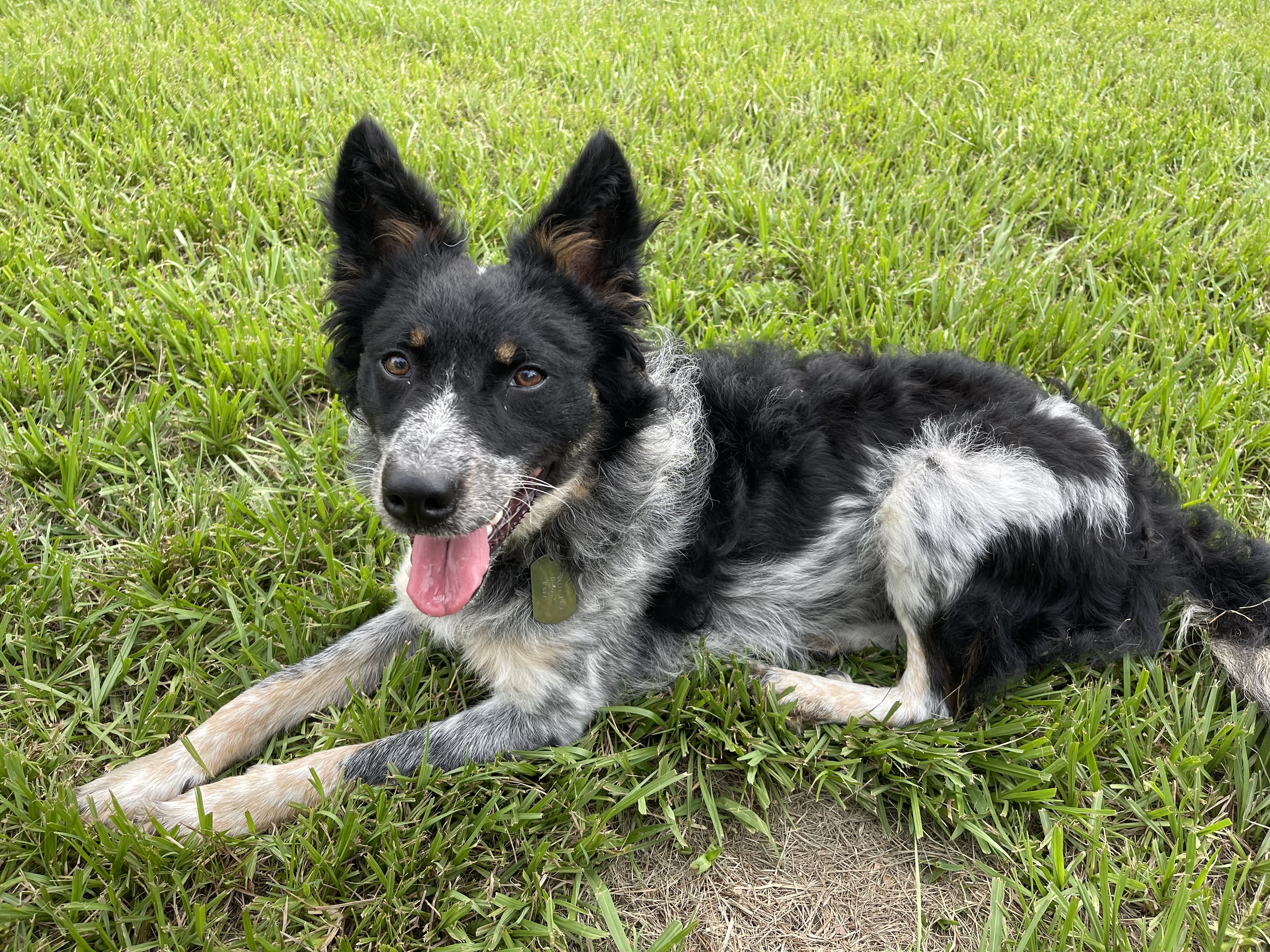 Aussie store heeler mix