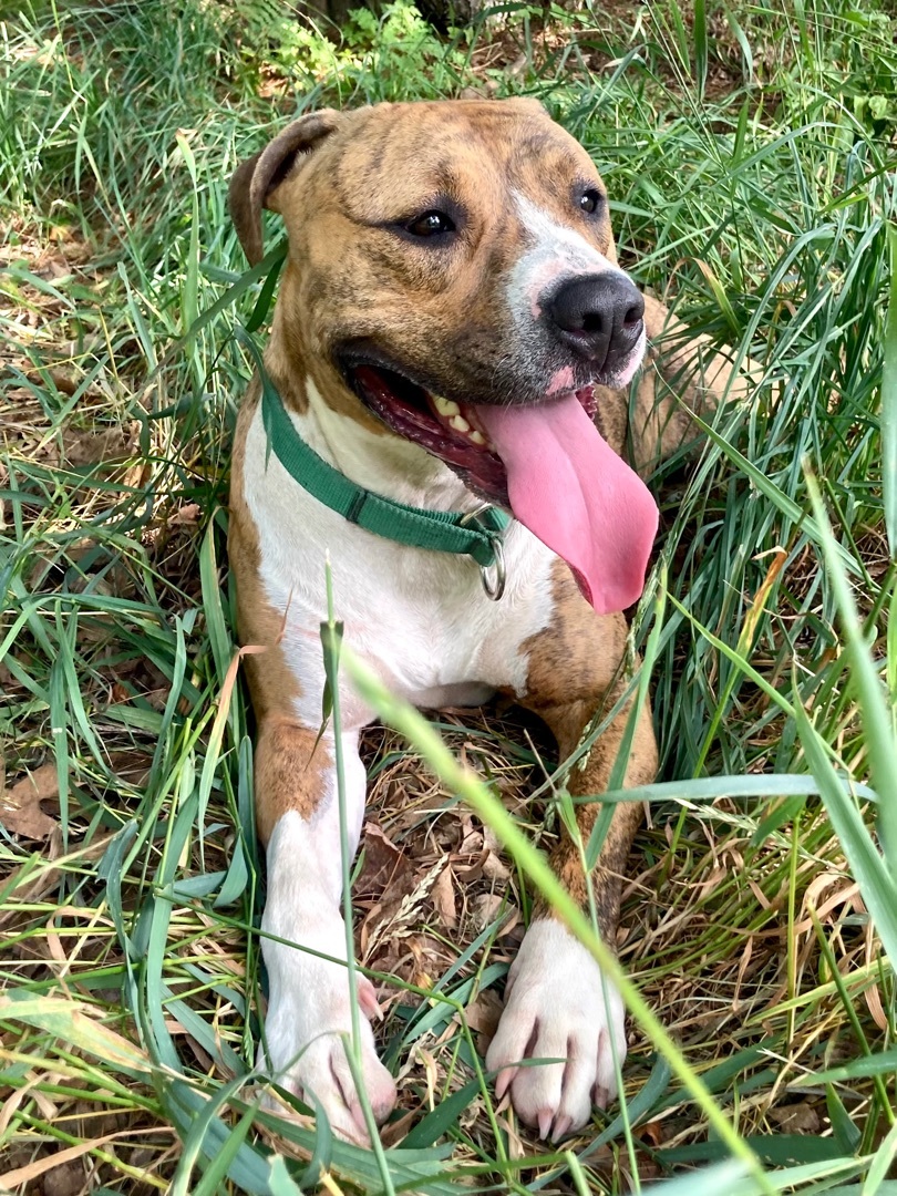 Buddy, an adoptable Pit Bull Terrier in Kalkaska, MI, 49646 | Photo Image 4