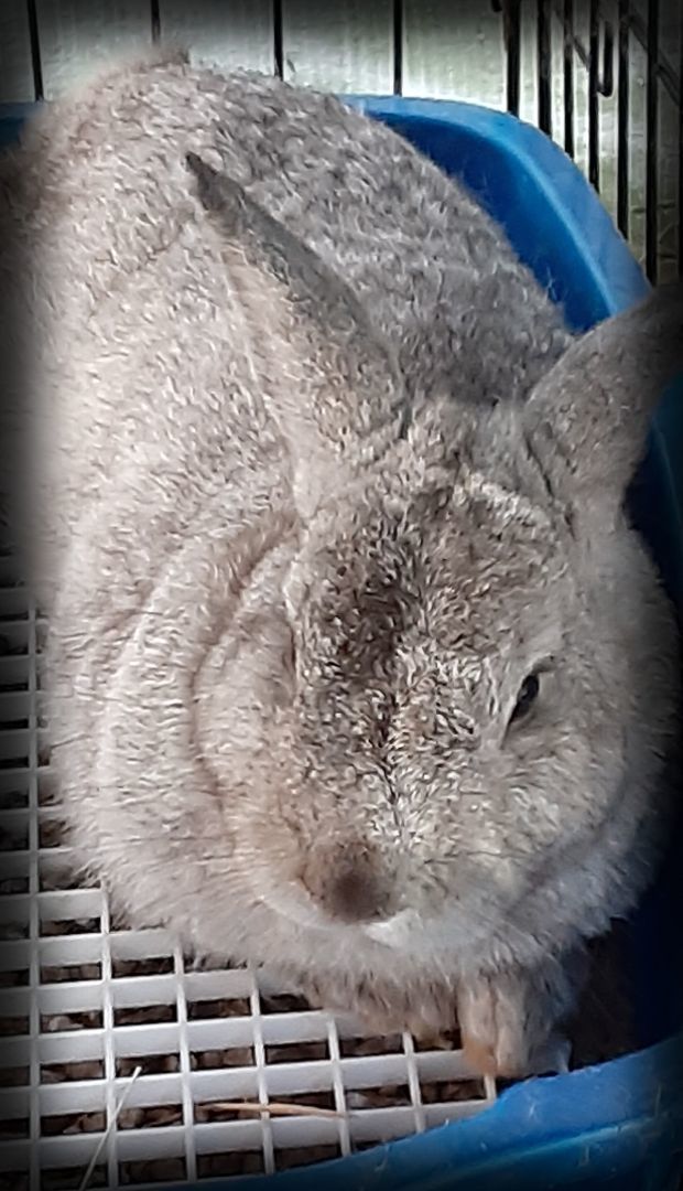 Helium, an adoptable Chinchilla in East Syracuse, NY_image-1