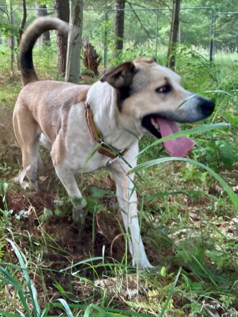 Kimmie, an adoptable Coonhound, Husky in Kalkaska, MI, 49646 | Photo Image 2