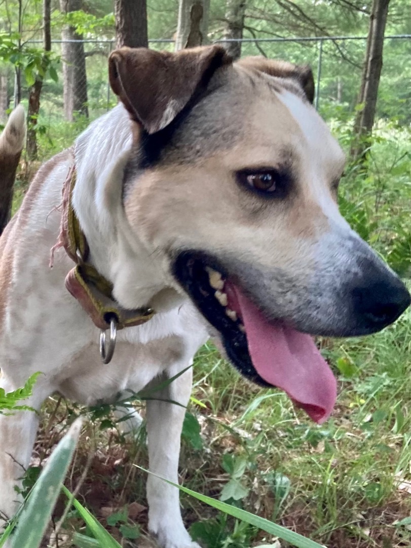 Kimmie, an adoptable Coonhound, Husky in Kalkaska, MI, 49646 | Photo Image 3