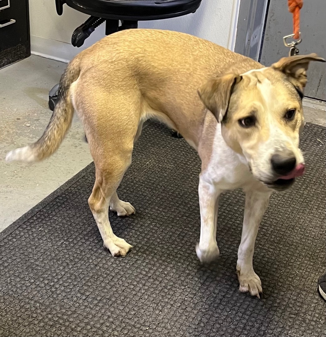 Kimmie, an adoptable Coonhound, Husky in Kalkaska, MI, 49646 | Photo Image 4