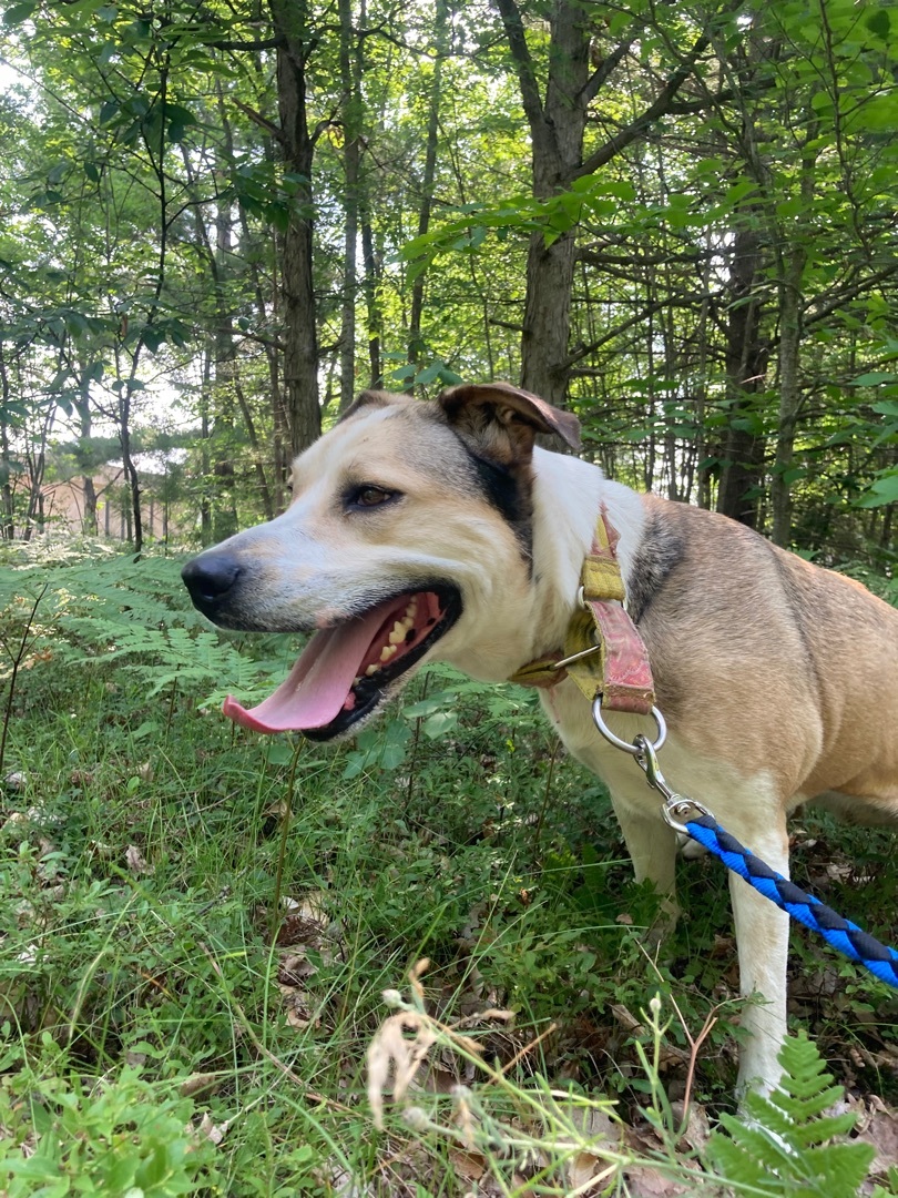 Kimmie, an adoptable Coonhound, Husky in Kalkaska, MI, 49646 | Photo Image 5