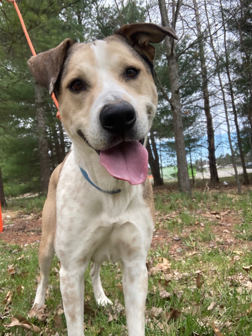 Kimmie, an adoptable Coonhound, Husky in Kalkaska, MI, 49646 | Photo Image 1