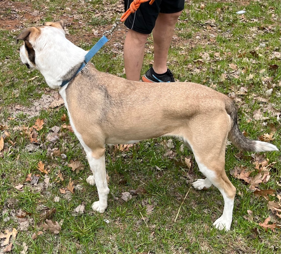 Kimmie, an adoptable Coonhound, Husky in Kalkaska, MI, 49646 | Photo Image 6