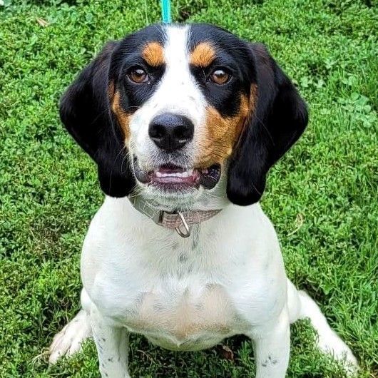 Brittany spaniel 2024 beagle mix