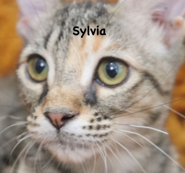 Sylvia, an adoptable Tabby Mix in Saint Augustine, FL_image-2