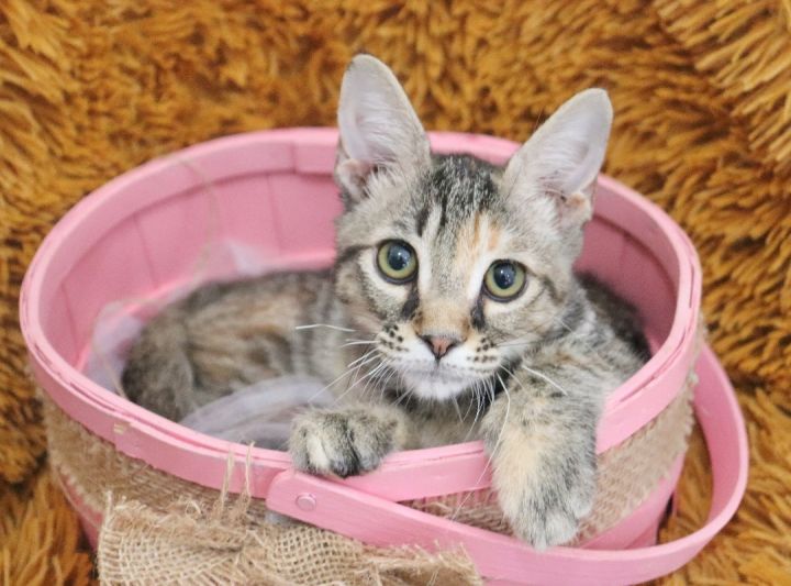 Sylvia, an adoptable Tabby Mix in Saint Augustine, FL_image-1