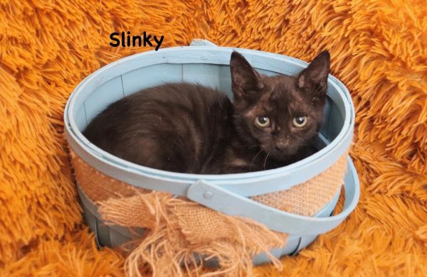 Slinky