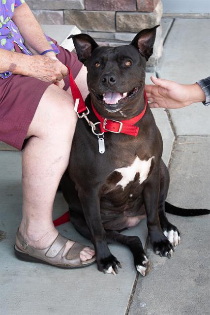 NONA, an adoptable Terrier in Haw River, NC, 27258 | Photo Image 1