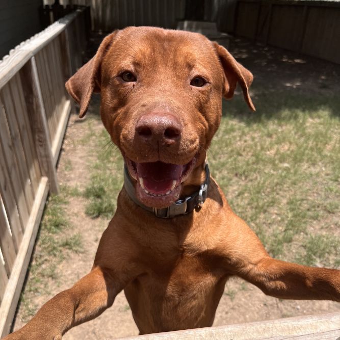 Red clearance rhodesian ridgeback