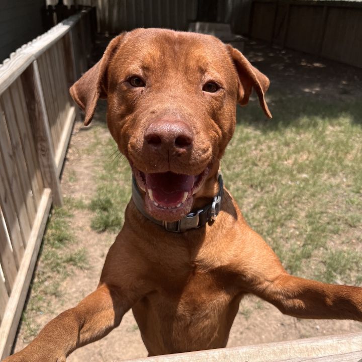 Rhodesian ridgeback hot sale red nose