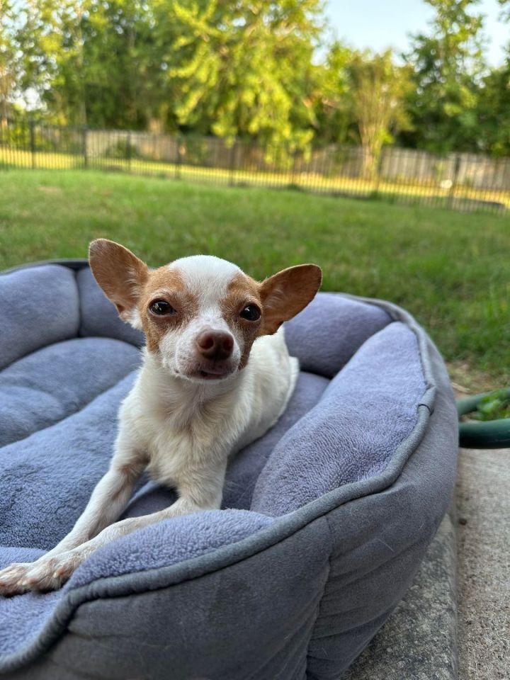 Helga, an adopted Chihuahua in Spring, TX_image-5