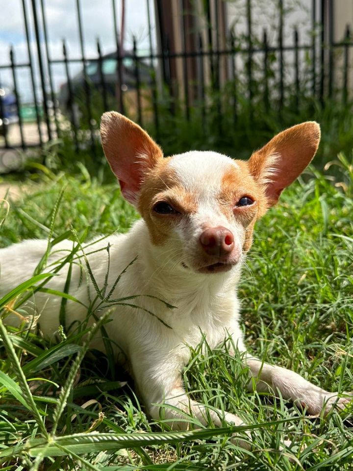 Helga, an adopted Chihuahua in Spring, TX_image-1