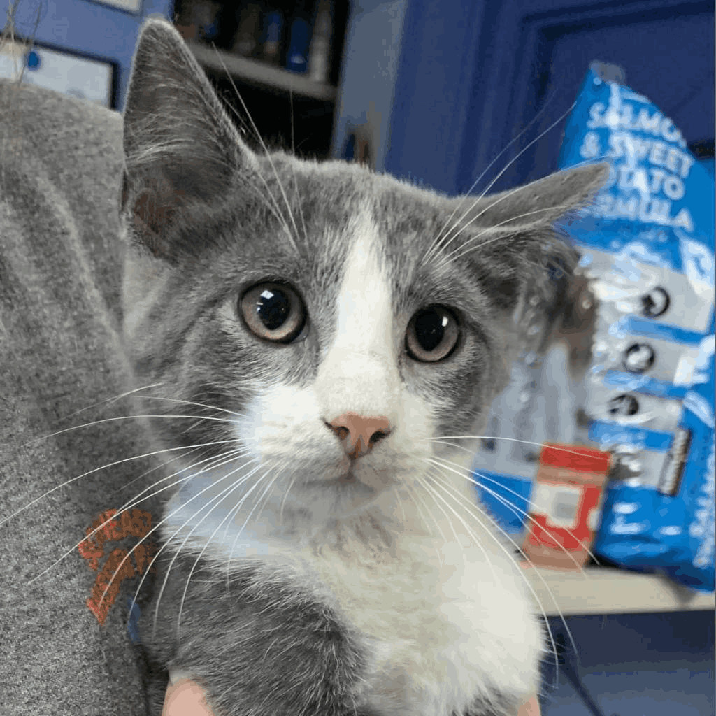 Cat for adoption Rattlin, a Domestic Short Hair in Cape Girardeau, MO Petfinder