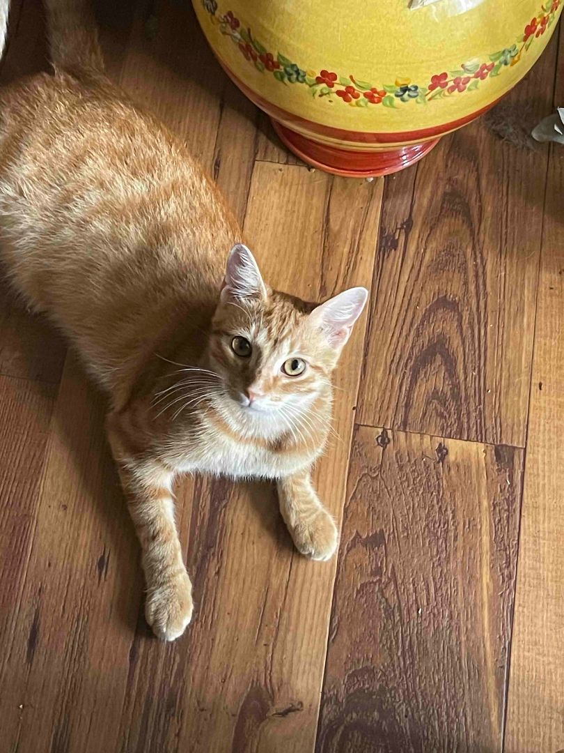 Cat for adoption - Romeo, a Domestic Short Hair in Johnston, RI | Petfinder