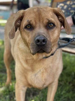 Apollo, Adult Male Black Mouth Cur