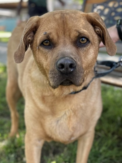 Dog for adoption - Apollo, a Black Mouth Cur Mix in San Antonio, TX ...