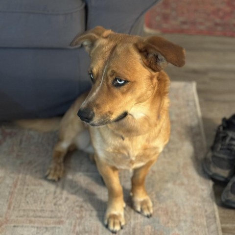 Timmy, an adoptable Corgi in Galveston, TX, 77554 | Photo Image 1
