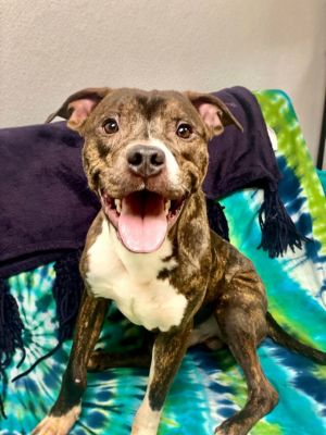 Dog for adoption - Calico Jack, a Pit Bull Terrier Mix in Harrisburg ...