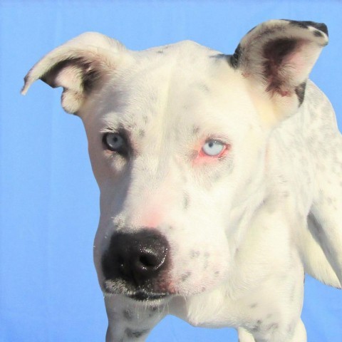 Perdita, an adoptable Mixed Breed in Las Cruces, NM, 88012 | Photo Image 5