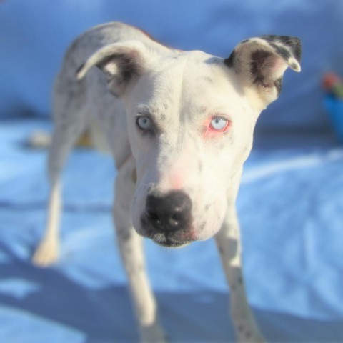 Perdita, an adoptable Mixed Breed in Las Cruces, NM, 88012 | Photo Image 6