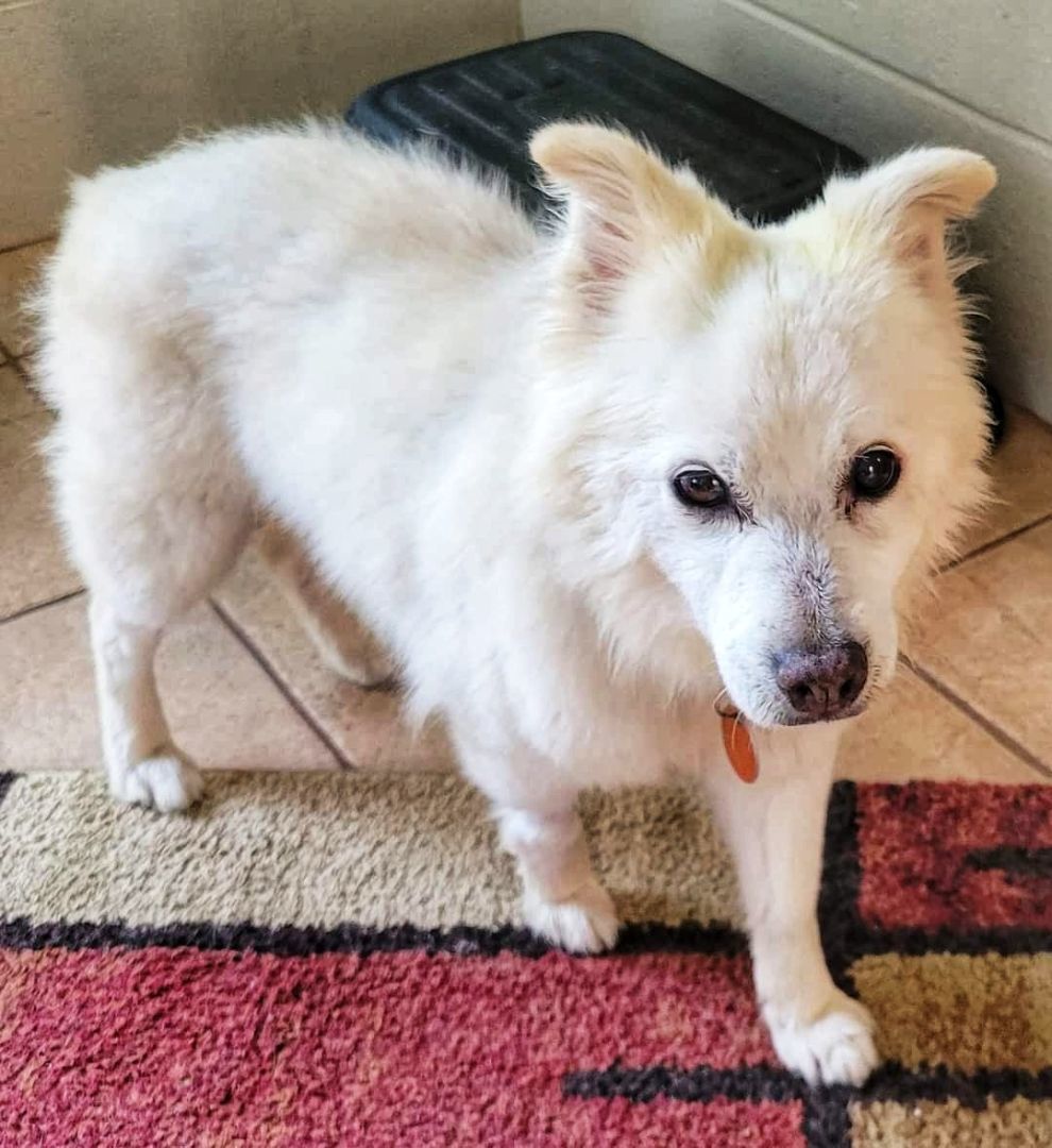 Sissy, an adoptable Pomeranian in Eglin AFB, FL, 32542 | Photo Image 2