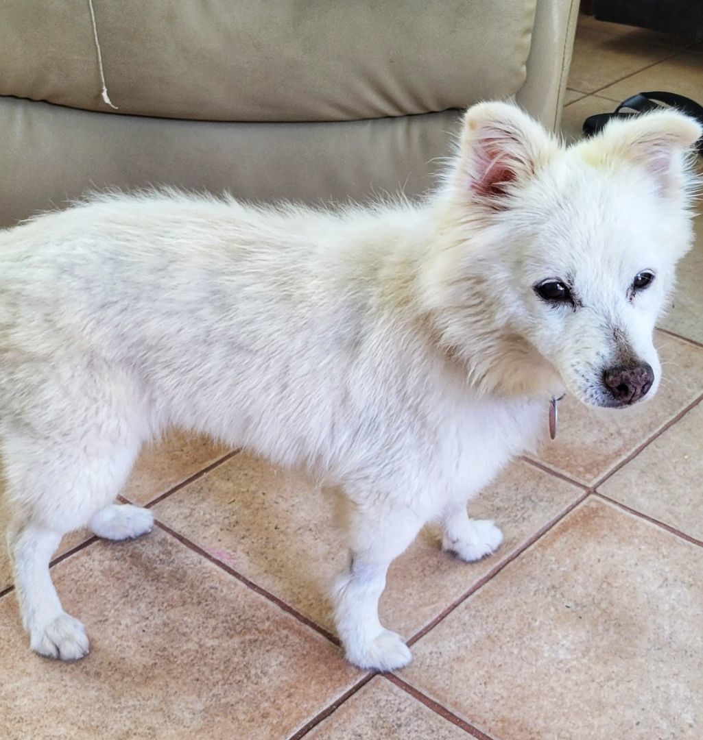 Sissy, an adoptable Pomeranian in Eglin AFB, FL, 32542 | Photo Image 3